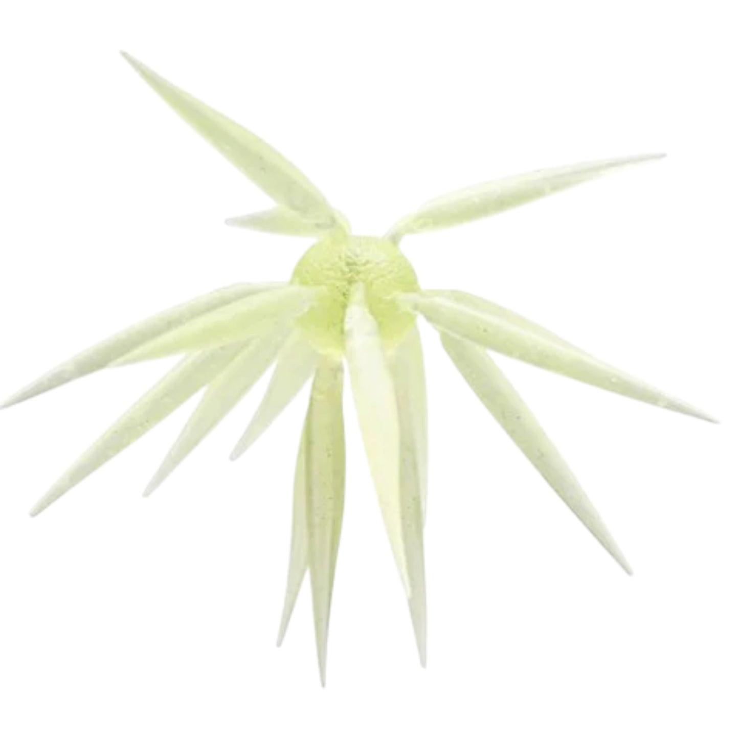 HideUp Coike Fish Elastomer M 17mm - Dropping Soon