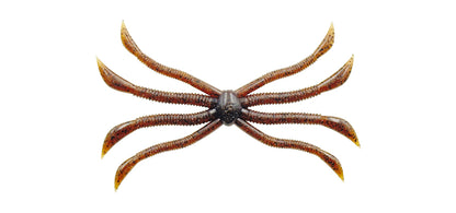 Fish Magnet Octopus