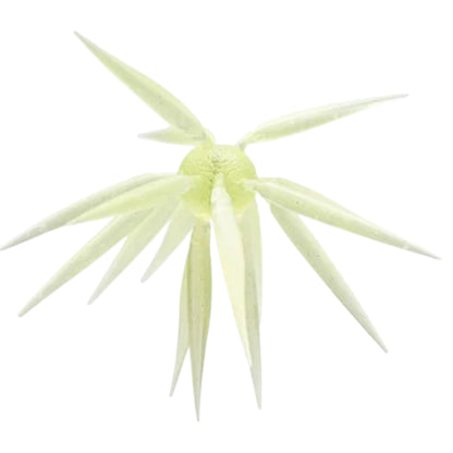 HideUp Coike Fish Elastomer M 17mm - Dropping Soon